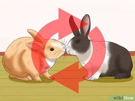Image titled Socialize Your Rabbit Step 12