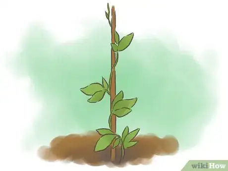 Image titled Grow Passion Fruit Step 10