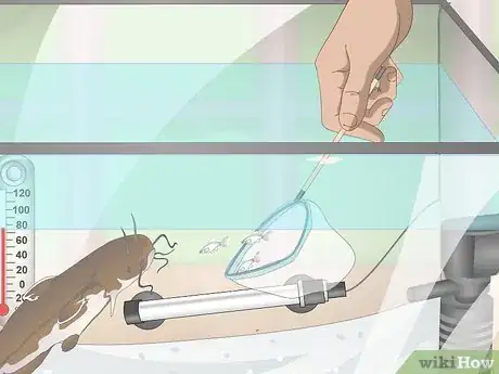 Image titled Prevent Fish From Getting Sick Step 13