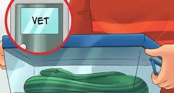 Care for a Shedding Snake