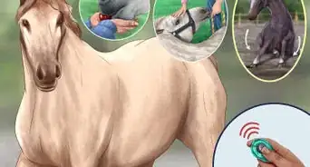 Teach Your Horse to Lie Down