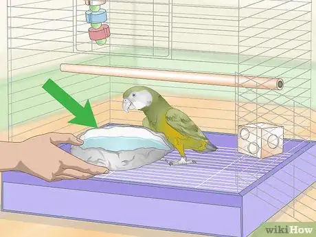 Image titled Keep a Senegal Parrot Entertained Step 4