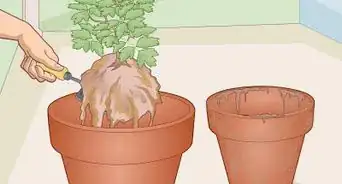 Care for a Bleeding Heart