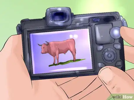 Image titled Identify Corriente Cattle Step 4