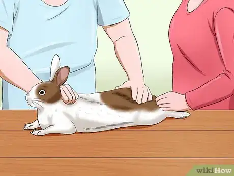 Image titled Deliver Eye Medication to Rabbits Step 4