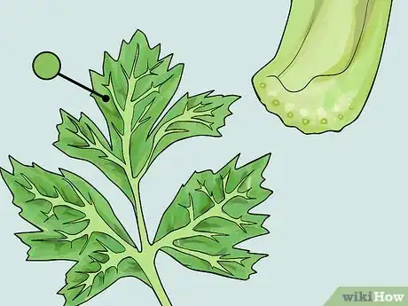 Image titled Change the Color of a Celery Stalk Step 4