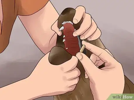 Image titled Treat Canine Kidney Disease Step 13