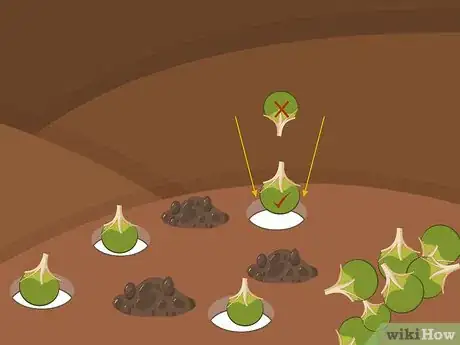 Image titled Plant Narcissus Bulbs Step 09