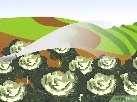 Image titled Grow Ornamental Flowering Kale Plants Step 17