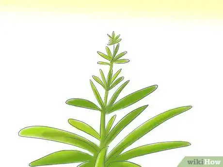 Image titled Grow Butterfly Weed Step 7