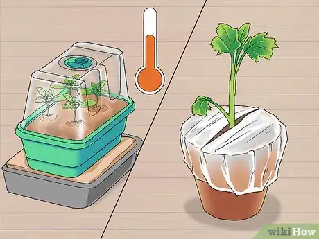 Image titled Grow Delphinium Step 14