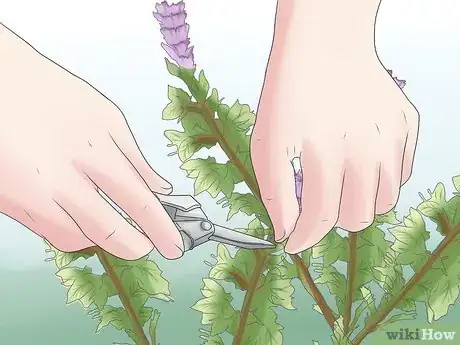 Image titled 549515 6