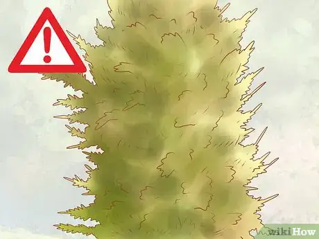 Image titled Plant Leyland Cypress Step 24