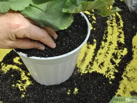 Image titled Grow Geraniums Indoors Step 5