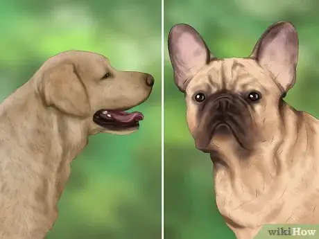 Image titled Determine Where to Get Your Dog Step 2