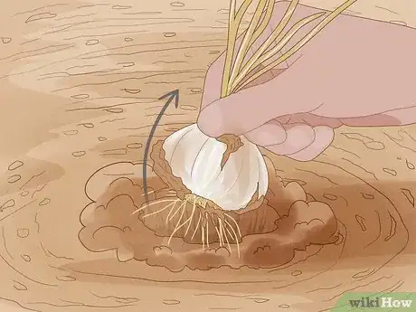 Image titled Regrow Vegetables Step 14