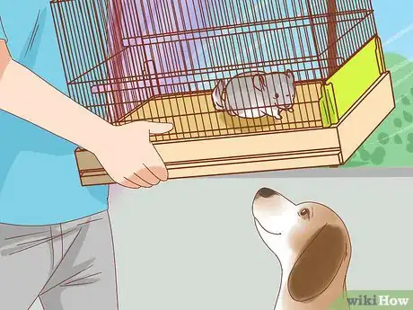 Image titled Treat Mites in Chinchillas Step 9