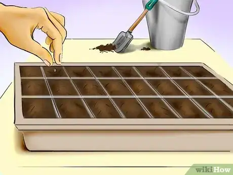 Image titled Plant Tomatoes from Seed Step 17