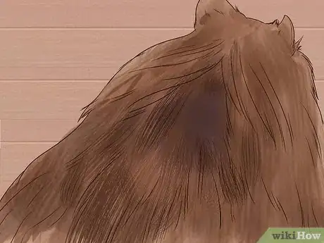 Image titled Diagnose Adrenal Gland Disease in Pomeranians Step 3