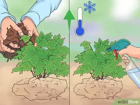 Image titled Grow Delphinium Step 30
