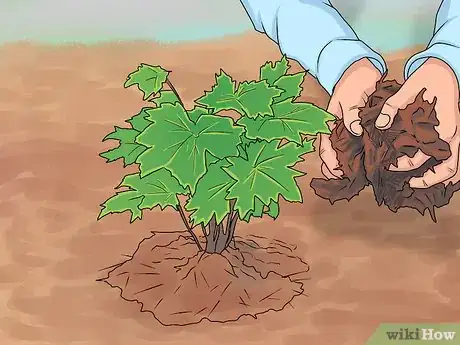 Image titled Grow Delphinium Step 24