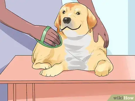 Image titled Groom a Short Haired Dog Step 2