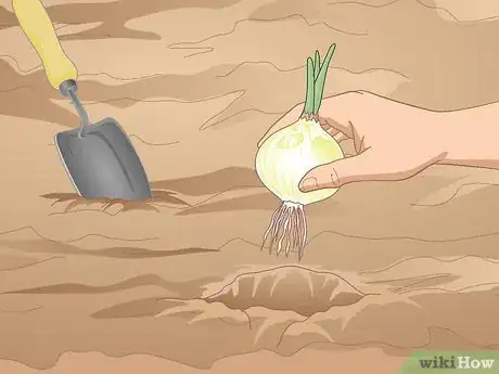 Image titled Force Bloom Flowers Step 9