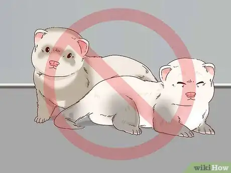 Image titled Diagnose and Treat Epizootic Catarrhal Enteritis in Ferrets Step 9