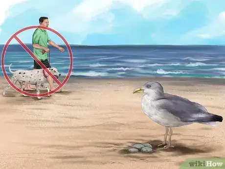 Image titled Care for Your Dog on the Beach Step 15