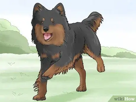 Image titled Identify a Finnish Lapphund Step 10