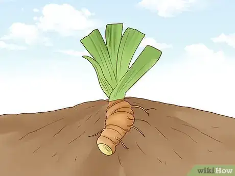 Image titled Grow Orris Root Step 5