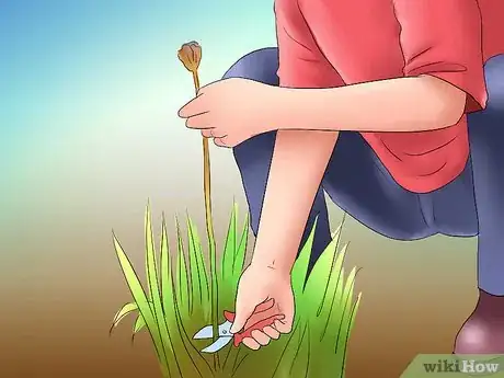 Image titled Deadhead an Iris Step 3