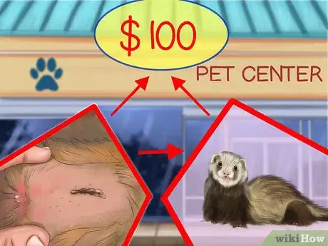 Image titled Buy a Ferret Step 13