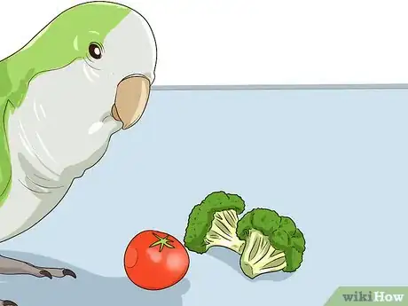 Image titled Entertain a Quaker Parrot Step 3