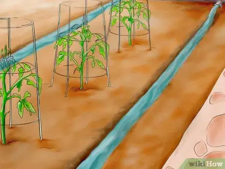 Image titled Plant Tomatoes from Seed Step 30