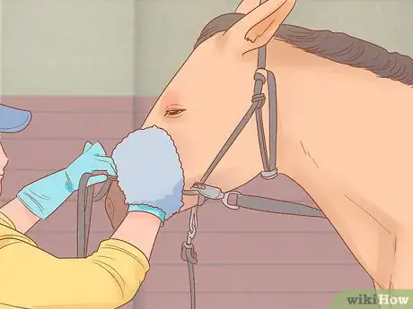 Image titled Groom a Horse for a Show Step 7