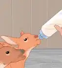 Bottle Feed an Orphaned Fawn