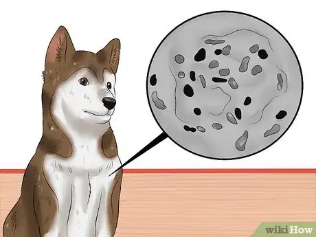 Image titled Treat Canine Coronavirus Step 10