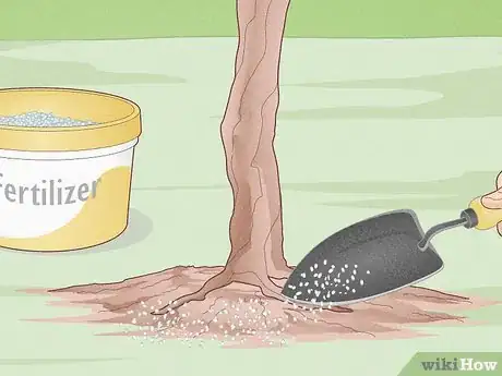 Image titled Grow Scuppernongs Step 15