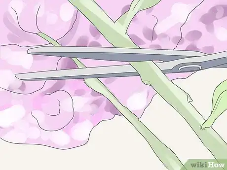 Image titled Care for Geraniums in Winter Step 9