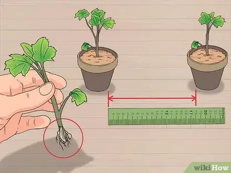 Image titled Grow Delphinium Step 16