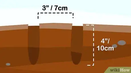 Image titled Plant Hyacinths Step 2