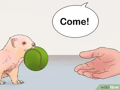 Image titled Play Fetch with a Ferret Step 8