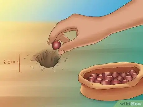 Image titled Grow Chestnut Trees Step 8