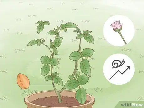 Image titled Breed Purple Roses Step 7