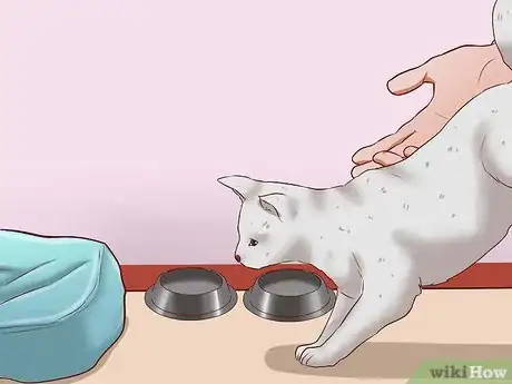 Image titled Get a Cat for a Pet Step 17