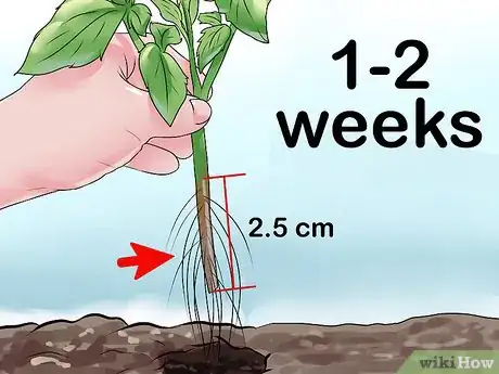 Image titled Root Tomato Suckers Step 4