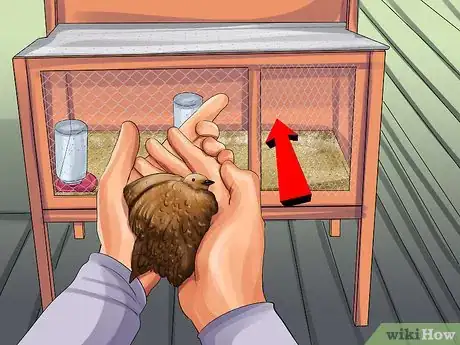Image titled Treat Avian Pox in Button Quail Step 9