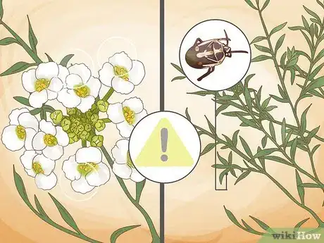 Image titled Grow Sweet Alyssum Step 11