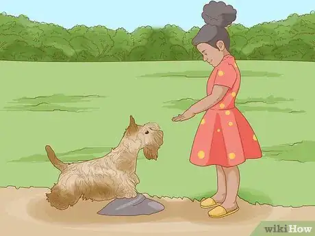 Image titled Identify a Scottish Terrier Step 13